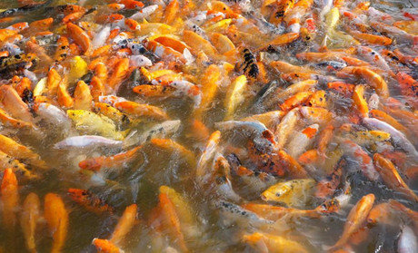 海滨公园鱼趣岛