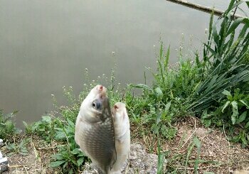 新林周阳焊邢玉霞家养鱼塘