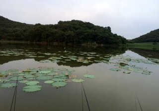 莲花塘