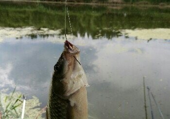 津唐运河利民桥钓点