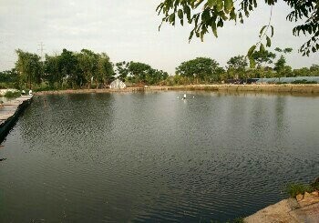 兴旺鱼塘