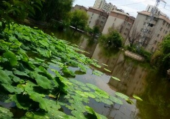 华鑫苑小区钓场