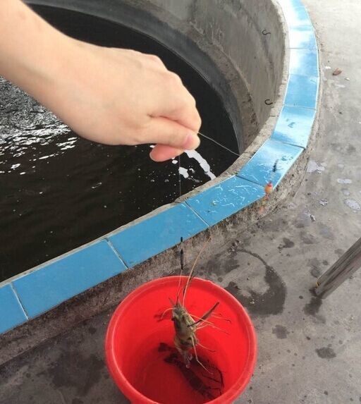 大笨象钓虾悠闲别苑