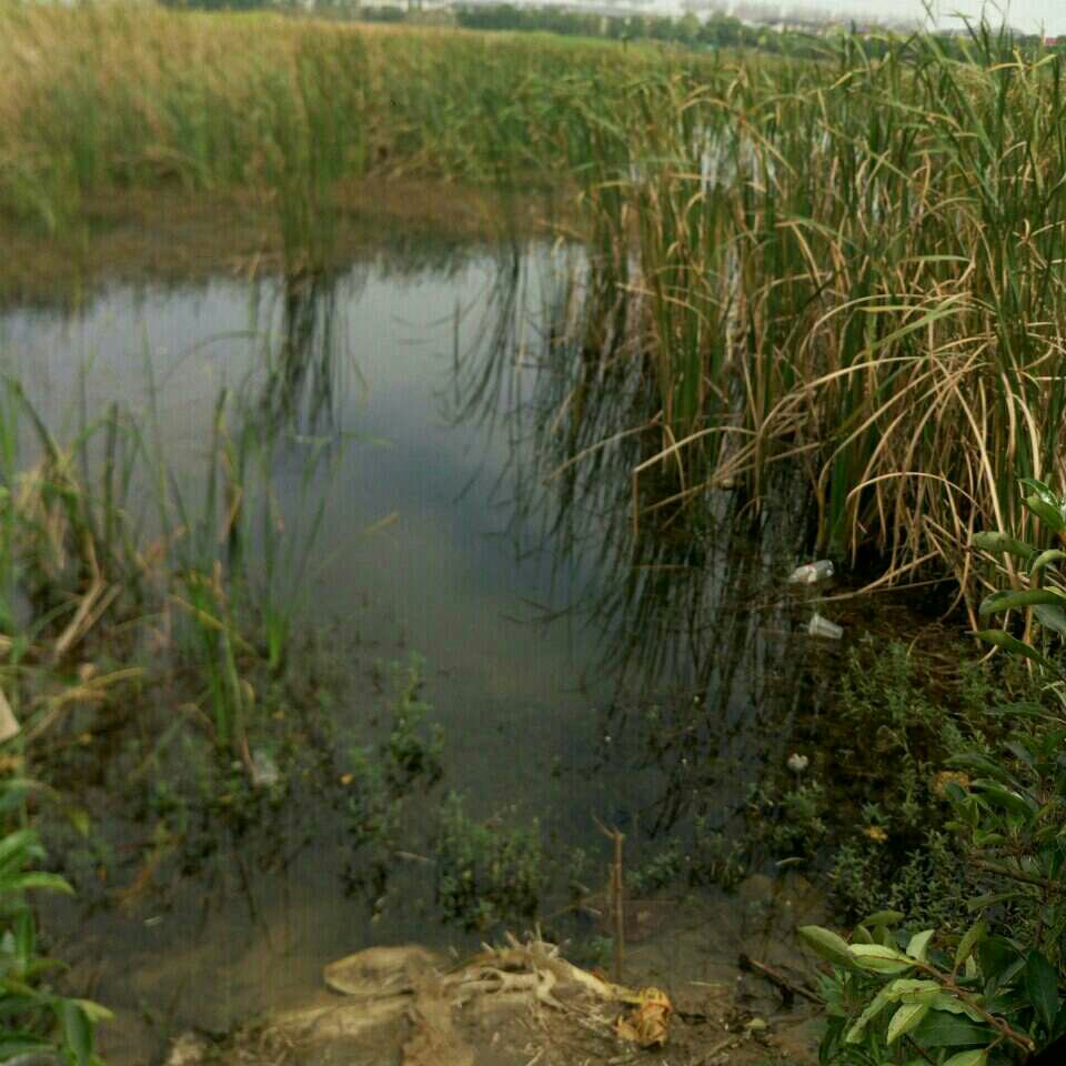 维多利亚幼儿园