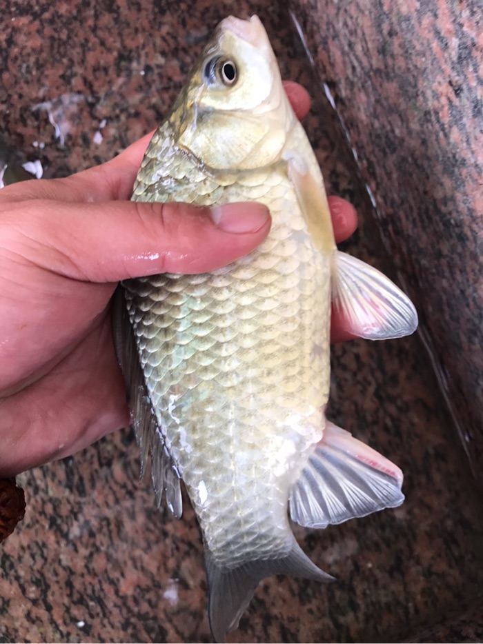 三十亩垂钓乐园