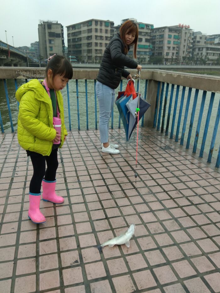 金湖桥大榕树下