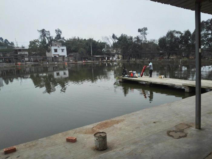 庙山才才井水鱼塘