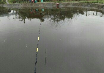 大田湾井水生态鱼