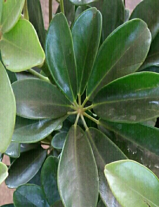 高朗乡金扇园垂钓场