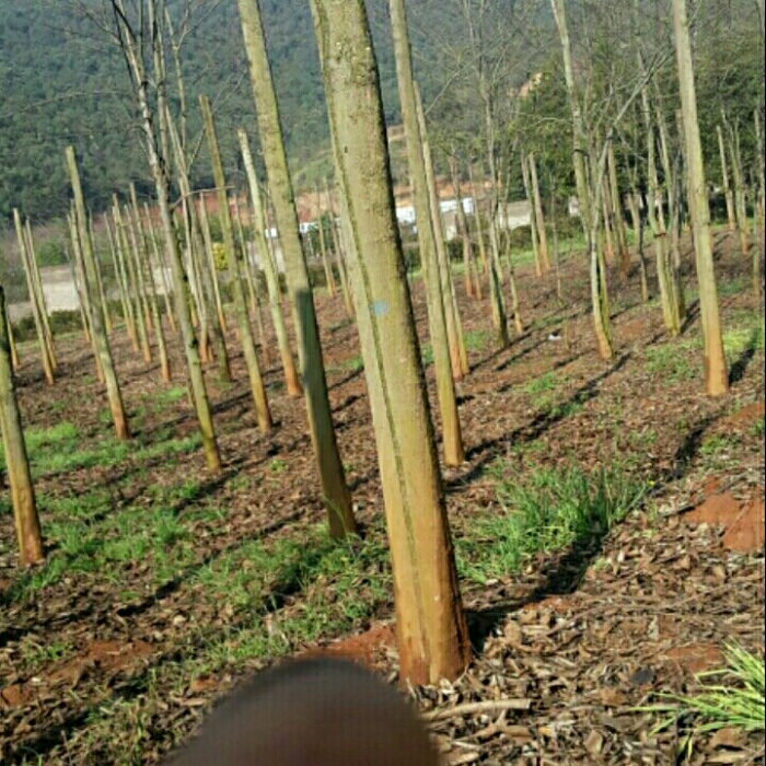 、滇郡园林景观苗木基地