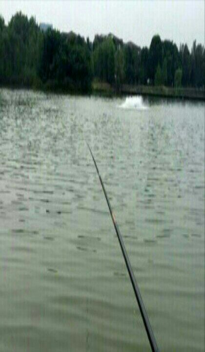 软件园园区鱼塘