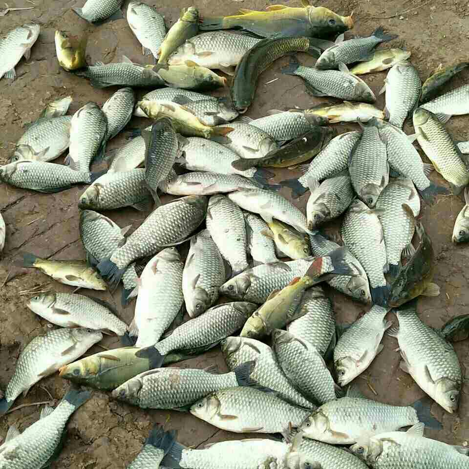 柳溪桥村生态园