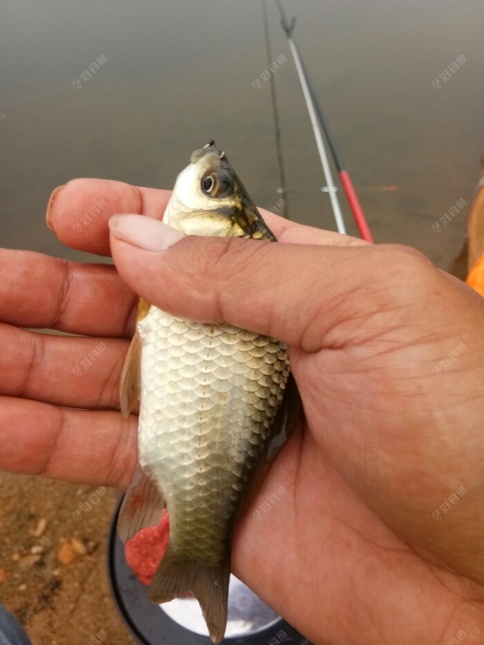 十五分鍾後，正式作釣，第一杆就是小鯽魚。