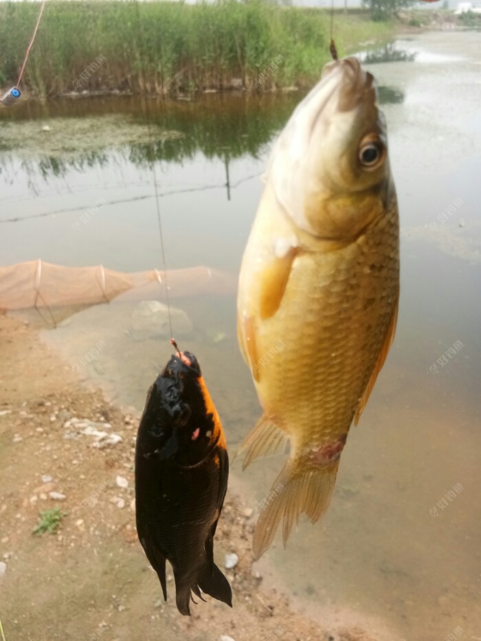 今天的首杆雙飛