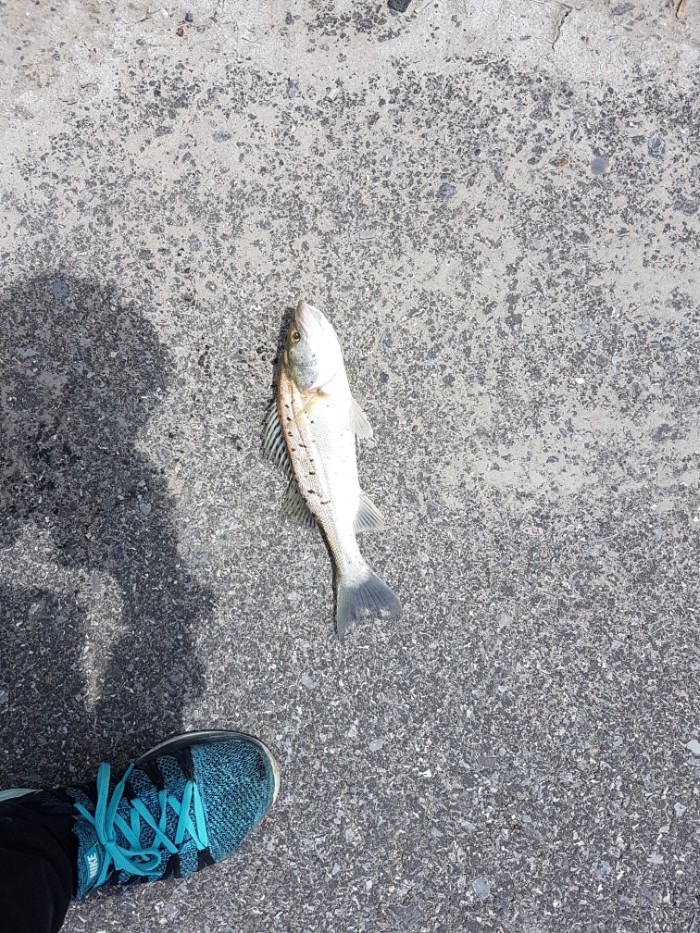 我下去就上一条，哈哈 手感还是不错的。然后亲戚打了一会都没有打到，就跑去钓鲻鱼了。然后钓友还是喜欢鲈鱼酒继续打鲈鱼的可是打到最后都没有打到一条