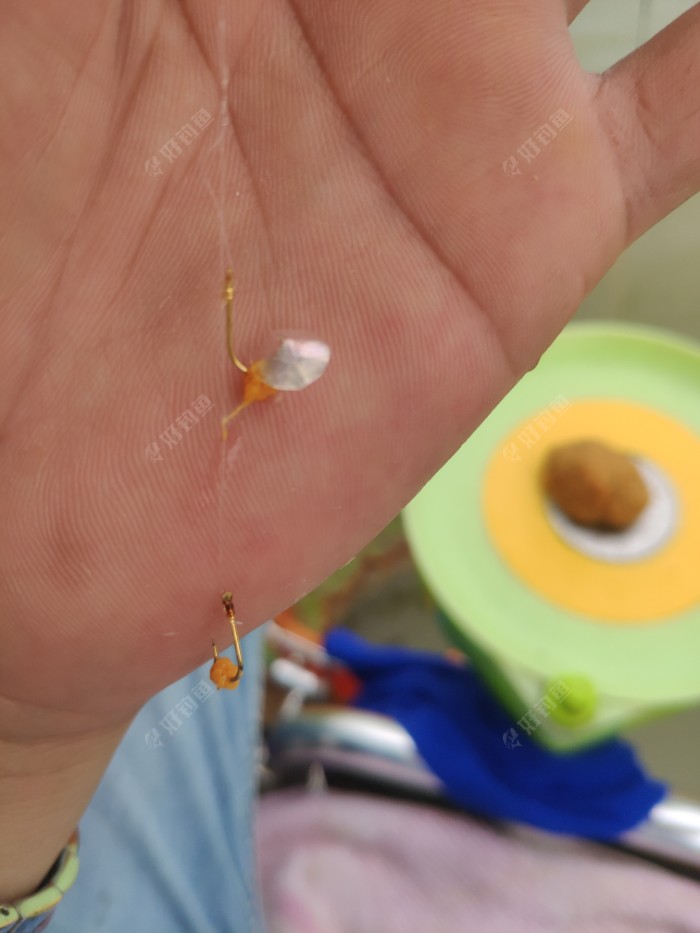 这鱼鳞不算小,估计二三两重的鱼,可惜没刮到