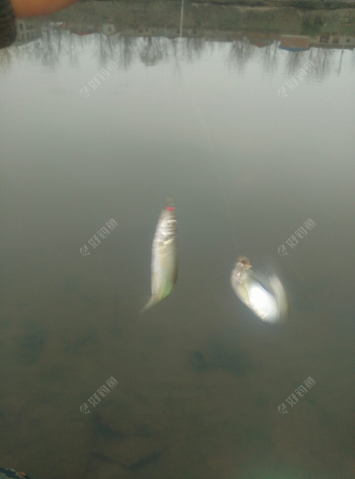 又来。
