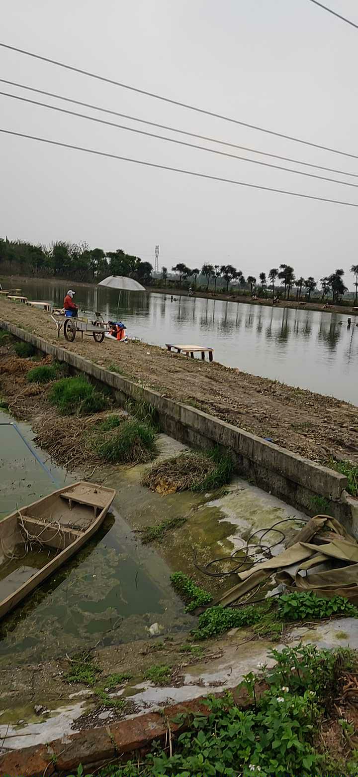 小麦钓场