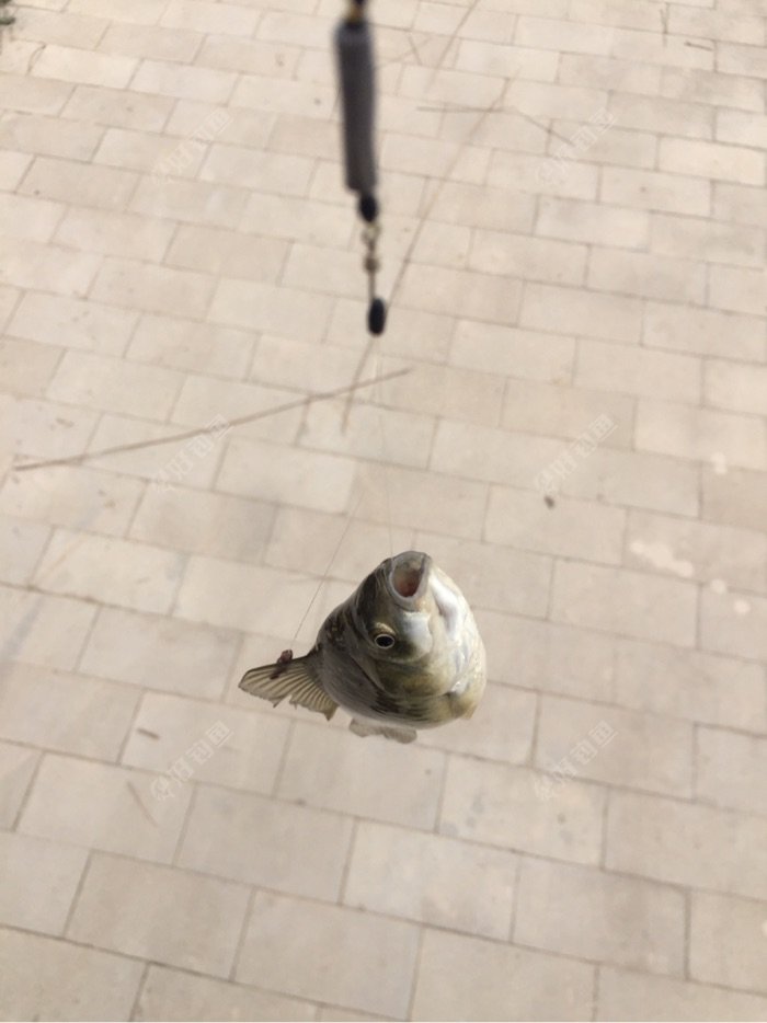 又一条上岸
