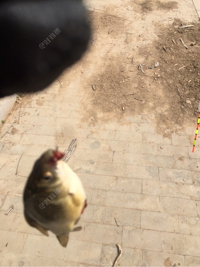 一条鲫鱼上岸