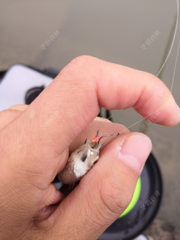 估计饿疯了吧，那么小的嘴，吃进两个钩