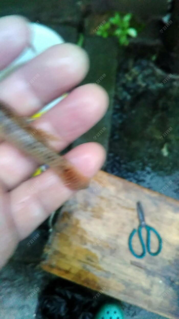 趴地虎，当时没拍，回家后补拍的。第三种鱼