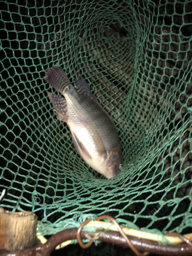 嘿还真是中鱼了四指非吃得好肥