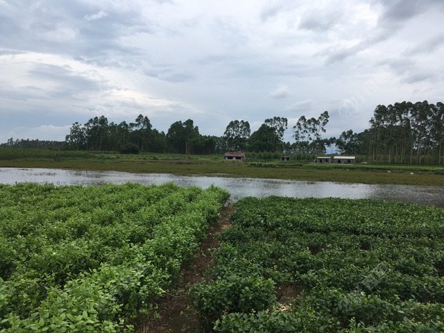 黑鱼应该有不少