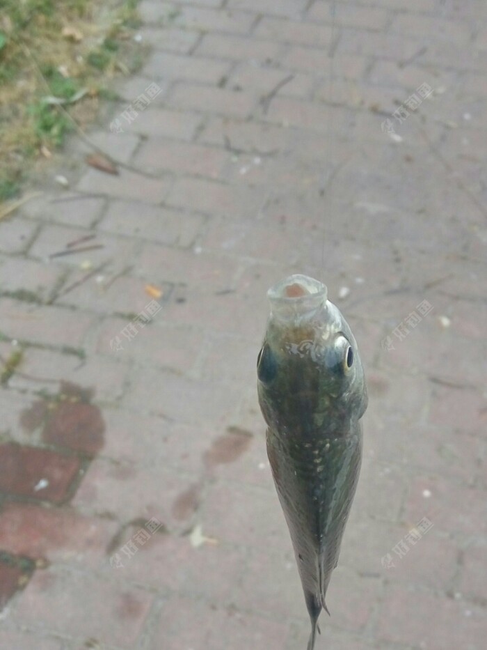 它吃上钩，说明鱼开始离底了，