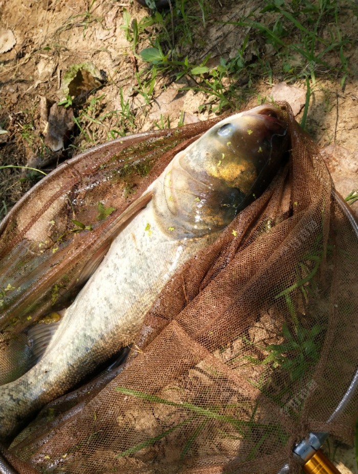 不一会儿就上鱼了，还正口呢