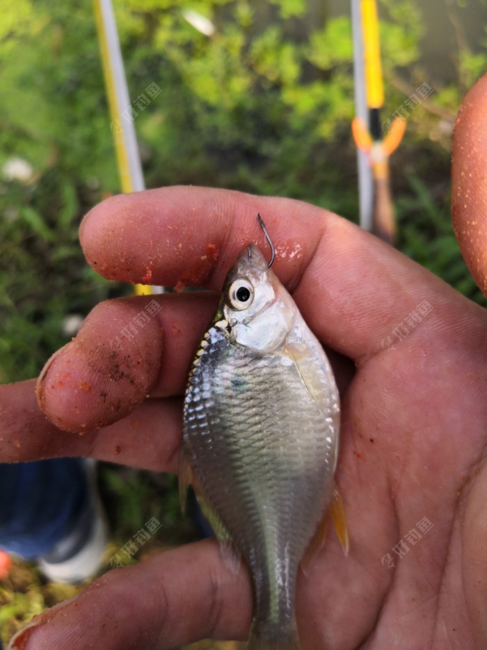 这个鳑鲏是公是母？