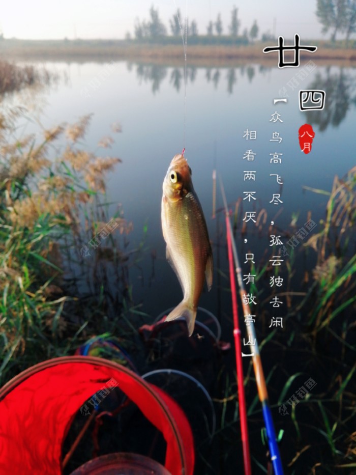 再来收获小鳊鱼！