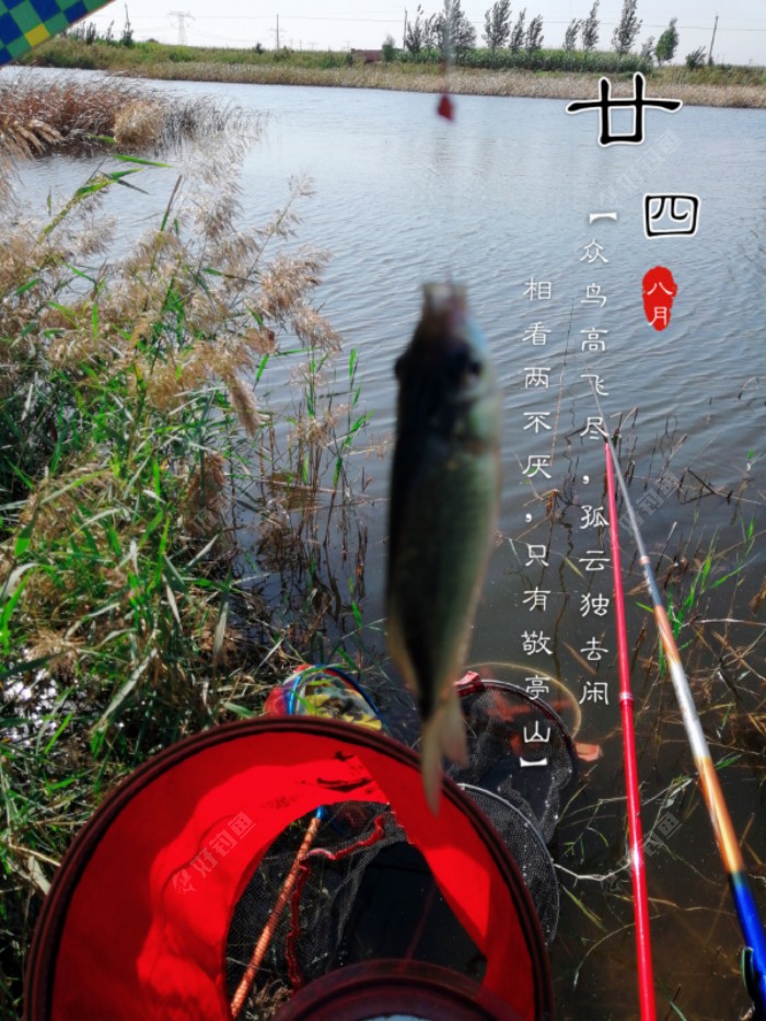 漂像不是黑漂就是顶漂！