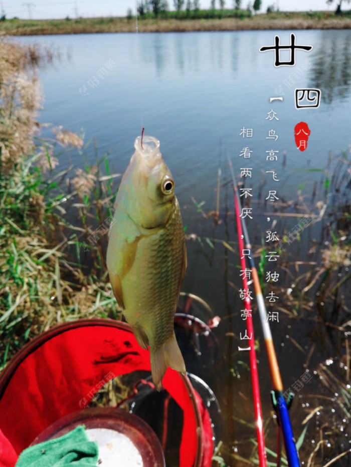 收杆鱼，这条非常丰满！