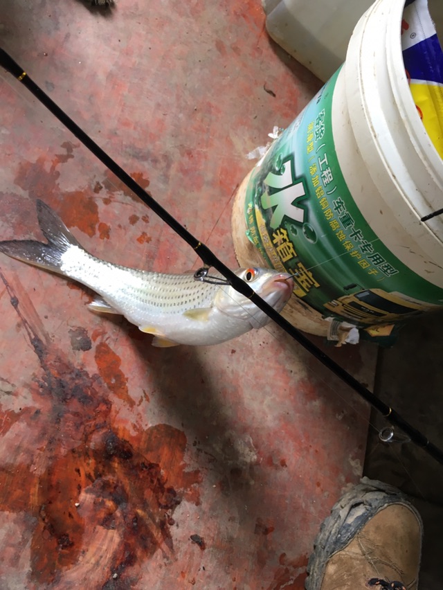 这条不小半斤左右不错不错放