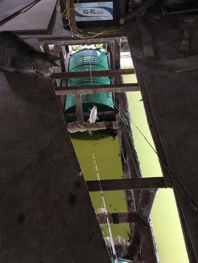 快速收线还是被它乱撞缠到了