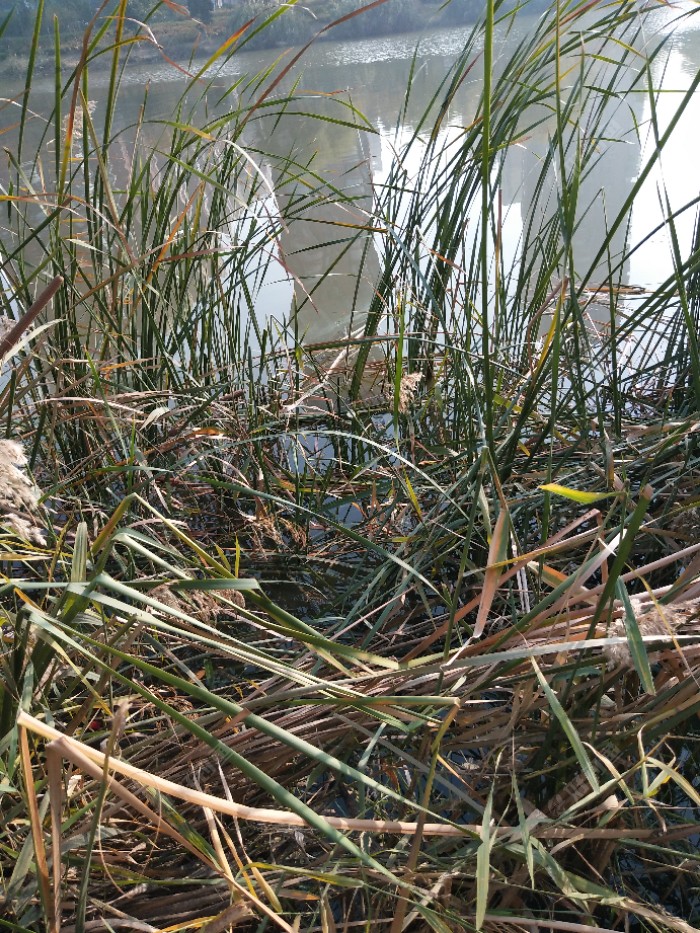 就喜欢找草窝！