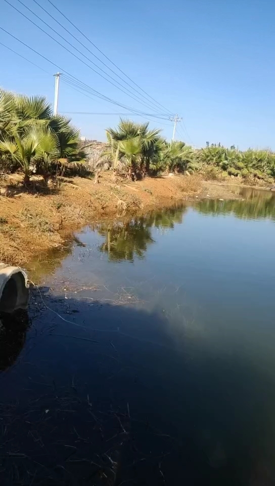 小戈丈蔬菜地钓鱼塘