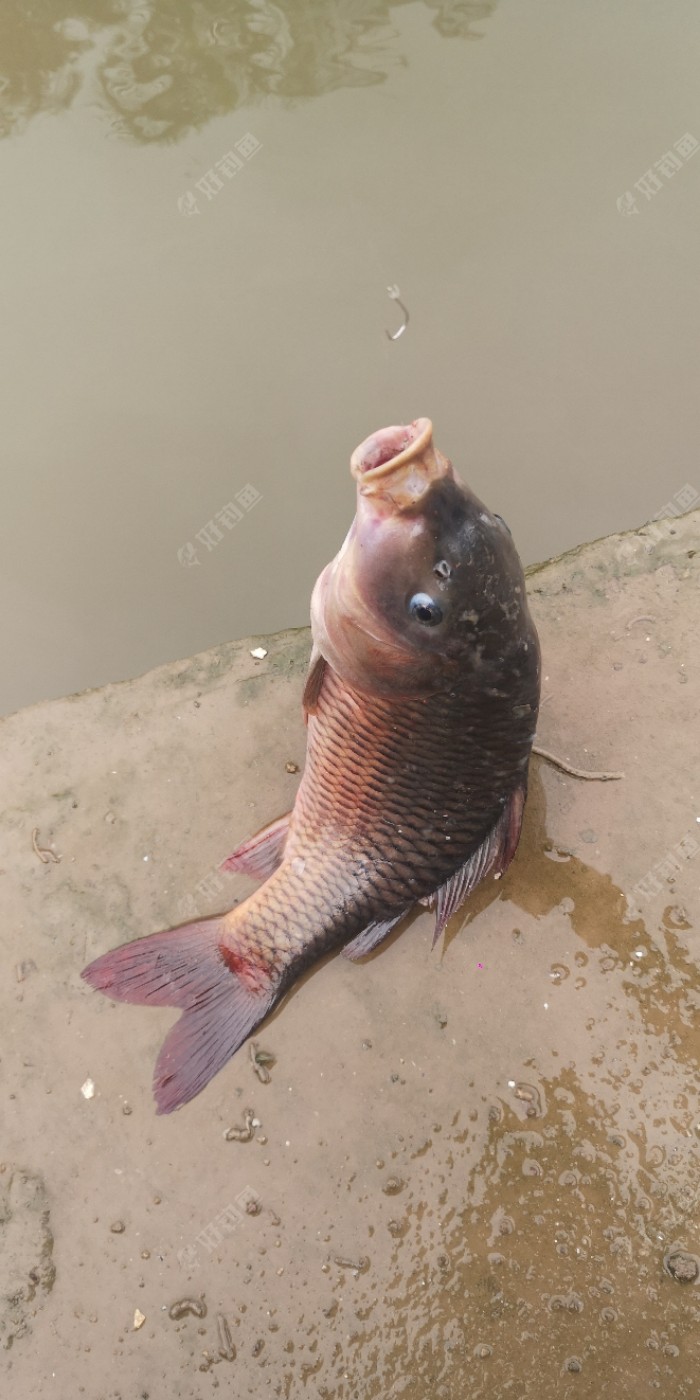 今天的鱼口非常的好，下竿，