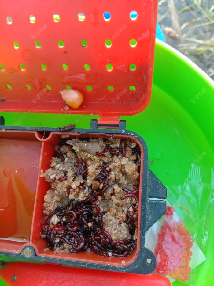 这些红虫在它的小屋里呆了三