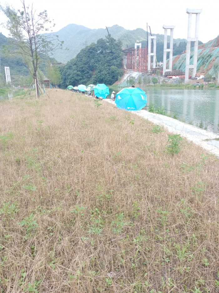 河岸边钓友如云。（在马路边拍到的）