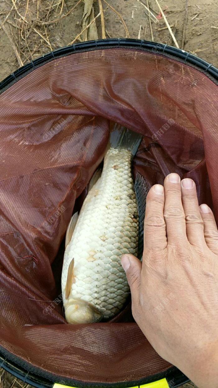 伊川刘瑶水库矶钓 - 好钓鱼