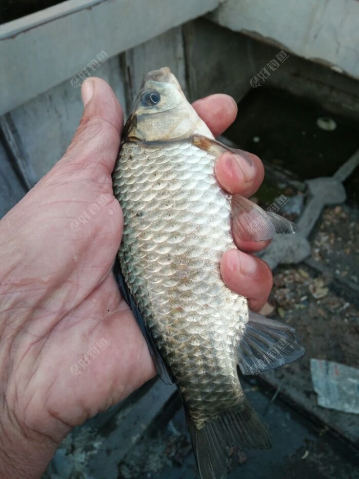 提前一天打窝鱼获满满 - 好钓鱼