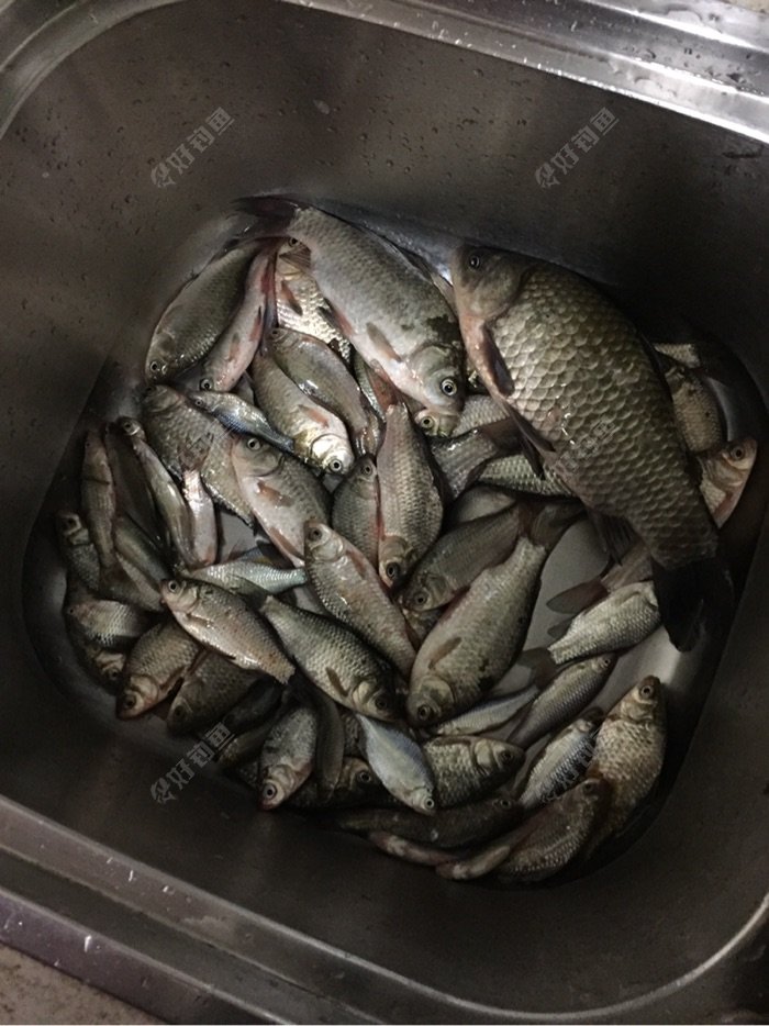 瞎捣鼓打窝米又爆盆了 - 好钓鱼