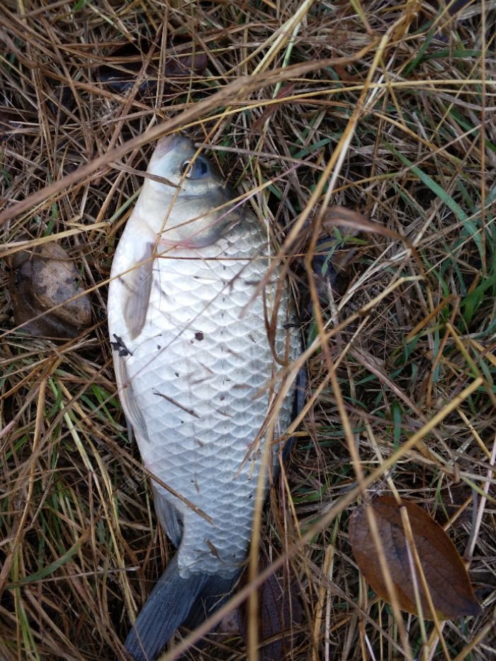 今天野钓爆护13斤