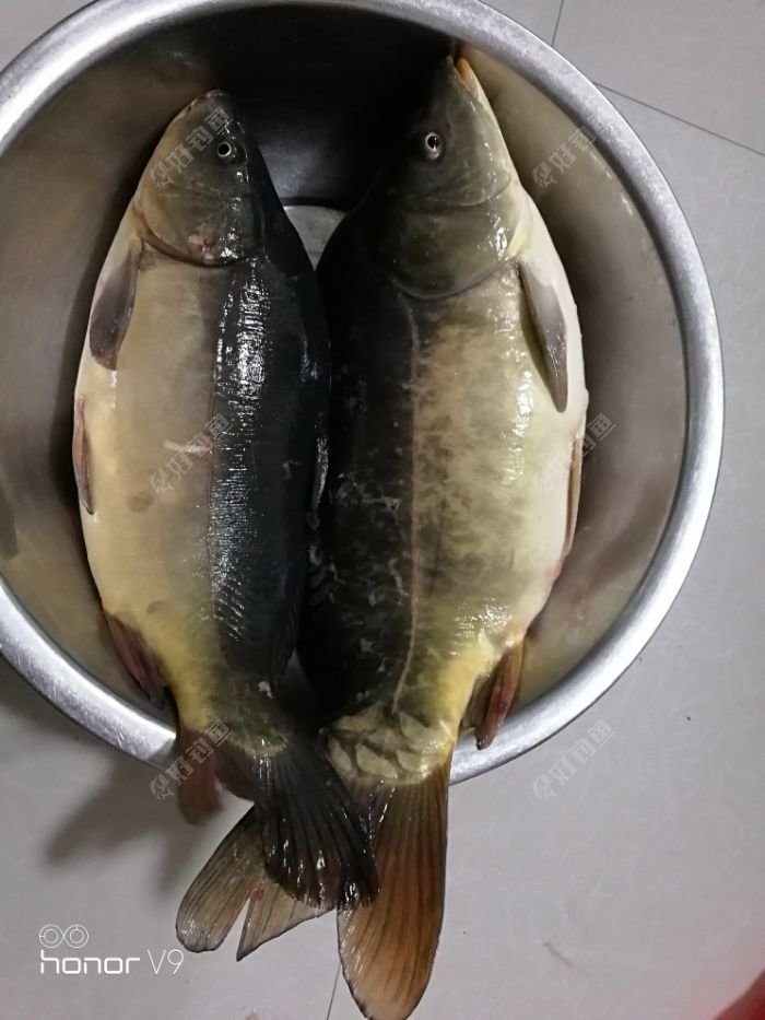 好漂亮的裸鲤 - 好钓鱼