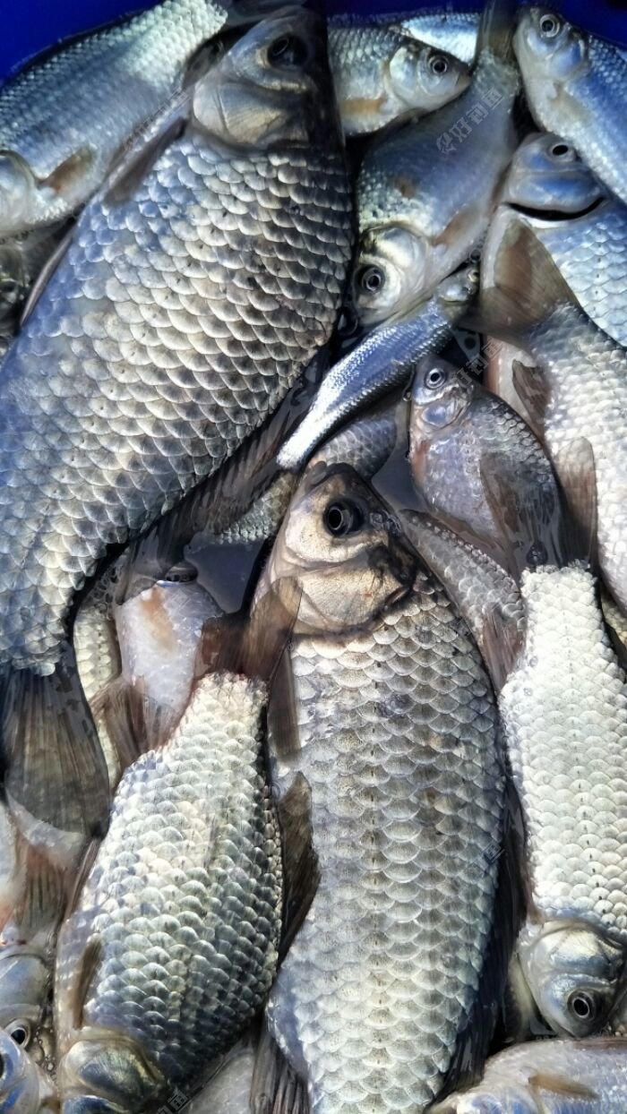 试钓酒泡小米效果