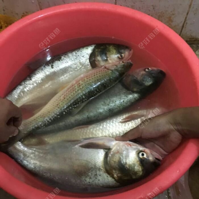 求大神鉴别上面那条圆圆的是什么鱼