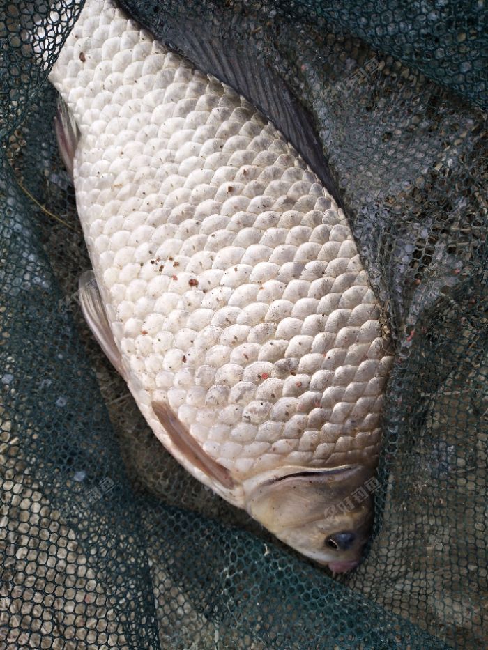 第一次钓到2斤多的野生鲫鱼,还不错吧