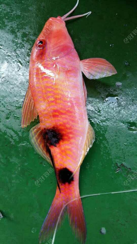 海鲤,这小家伙,不亚于锦鲤吧!